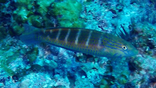 Suezichthys cyanolaemus
