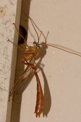 Enicospilus americanus-complex