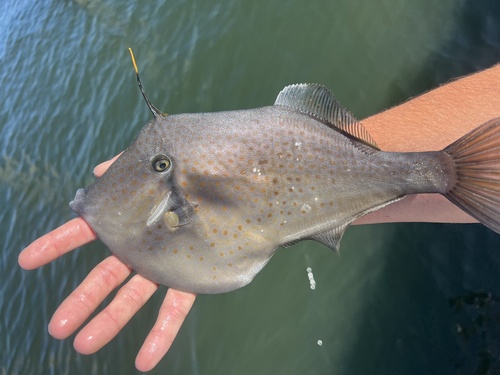 Orange filefish (Aluterus schoepfii) — Monacanthidae — 2