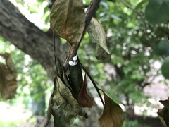 Phenacoccus dearnessi