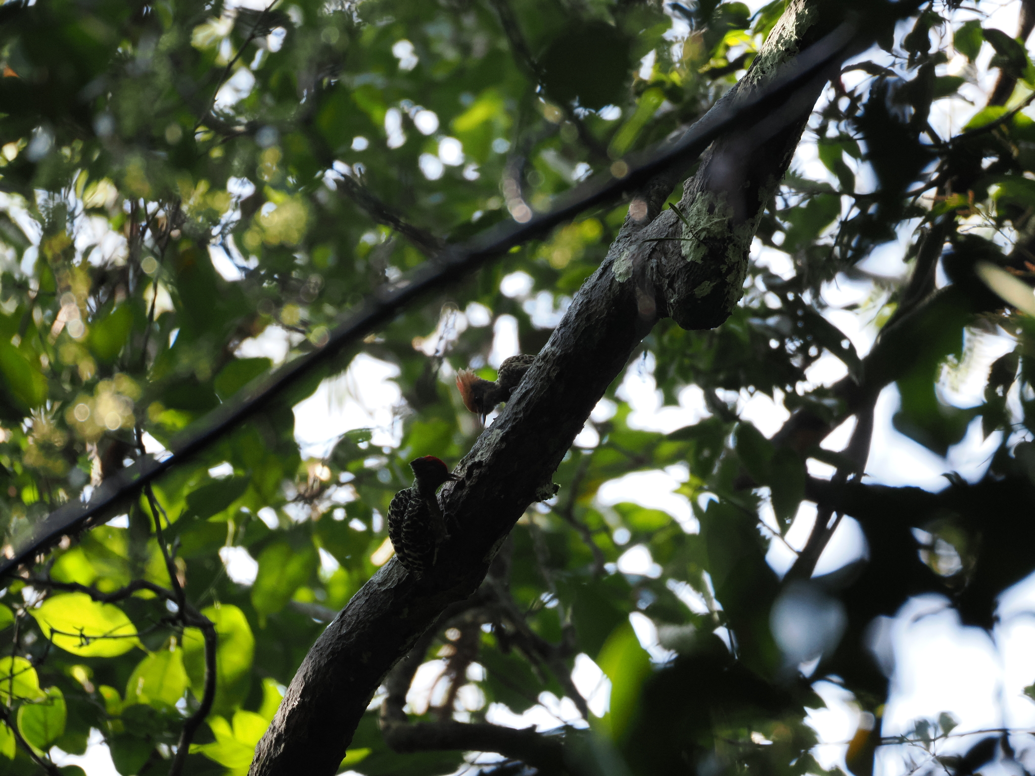 Grey-and-buff Woodpecker (Hemicircus concretus), photo 9