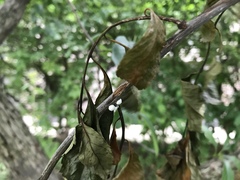 Phenacoccus dearnessi