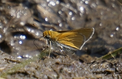 Euphyes bimacula