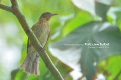 Hypsipetes philippinus