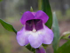 Penstemon gentianoides