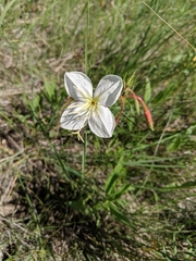Oenothera nuttallii