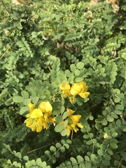 Colutea