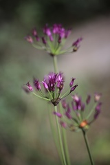 Allium brevistylum