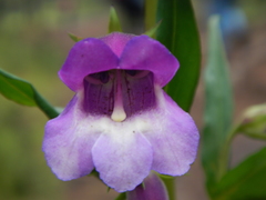 Penstemon gentianoides
