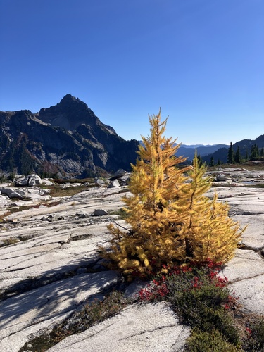 Subalpine larch (Larix lyallii)