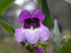 Penstemon gentianoides