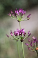 Allium brevistylum