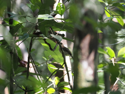 Mangrove Whistler (Pachycephala cinerea), photo 10