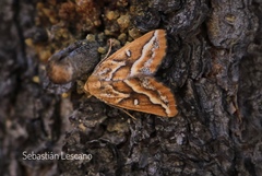 Caripeta angustiorata