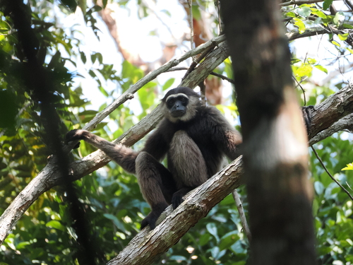 Bornean White-bearded Gibbon