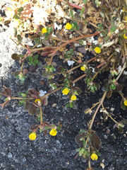 Portulaca oleracea