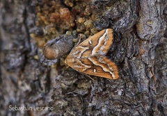 Caripeta angustiorata