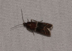 Moodna ostrinella