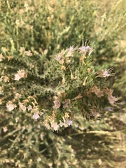 Echium italicum biebersteinii