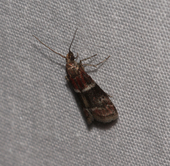 Moodna ostrinella
