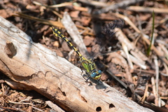 Ophiogomphus morrisoni