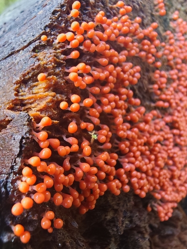 salmon-eggs