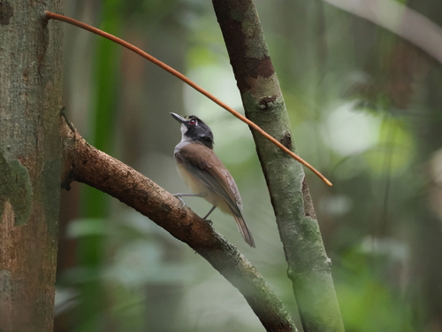 Grey-breasted Babbler (Malacopteron albogulare), photo 7