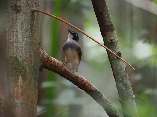 Grey-breasted Babbler (Malacopteron albogulare), photo 6