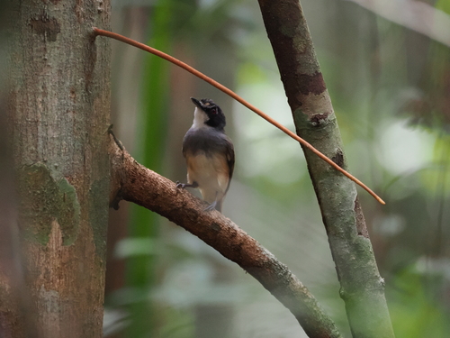 Grey-breasted Babbler (Malacopteron albogulare), photo 1