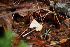 Zanclognatha pedipilalis