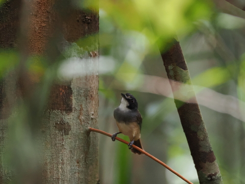 Grey-breasted Babbler (Malacopteron albogulare), photo 8
