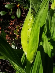 Veratrum oxysepalum