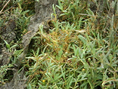 Cuscuta pacifica