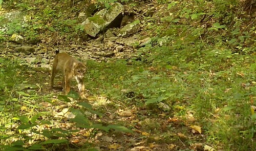 Bobcat photographed in West Virginia
