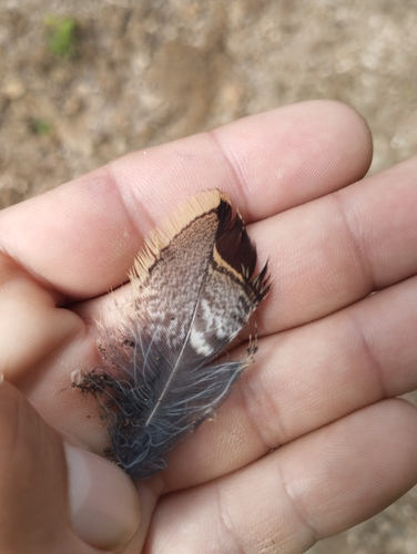Chotacabras pauraque