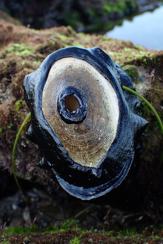 Giant Keyhole Limpet