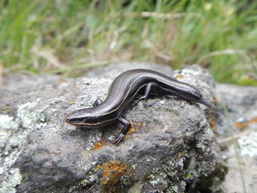 Cope's Skink