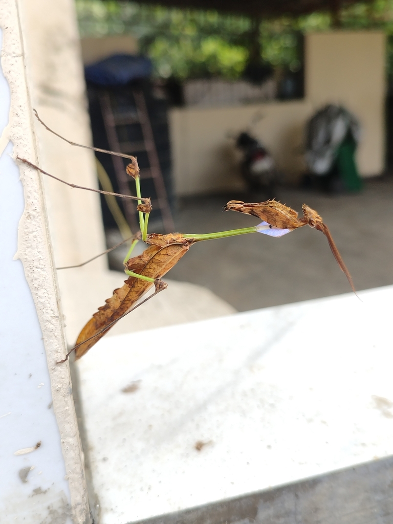 Gongylus trachelophyllus