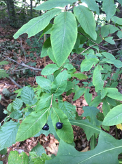 Lonicera nigra