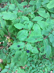 Lonicera nigra