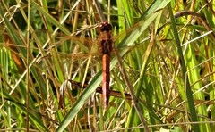 Libellula needhami