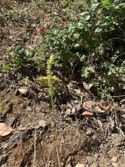 Platanthera michaelii
