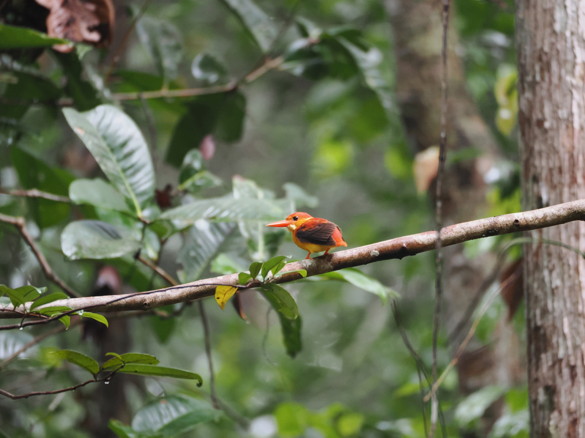 Black-backed Dwarf Kingfisher