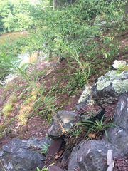 Oenothera argillicola
