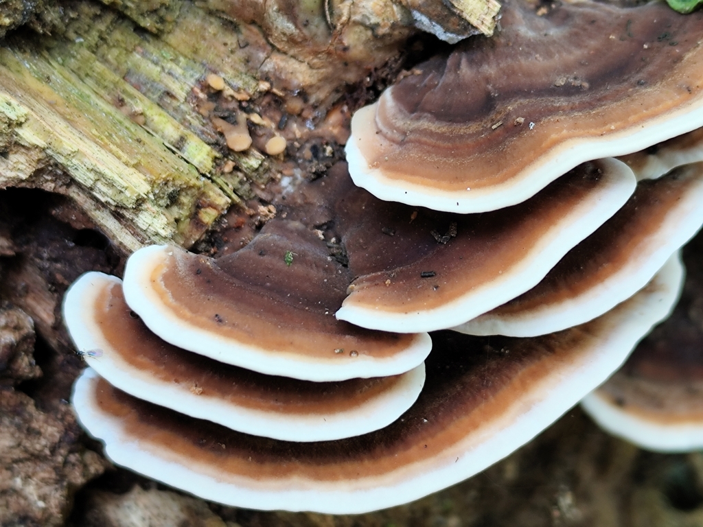 Metuloidea reniformis