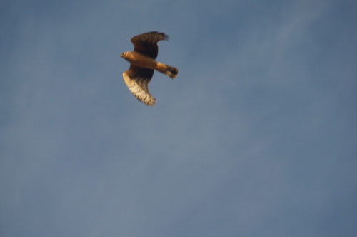 Aguilucho papialbo (Circus macrourus)