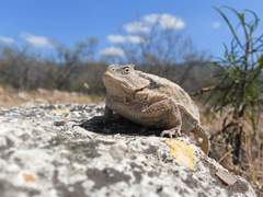 Phrynosoma braconnieri