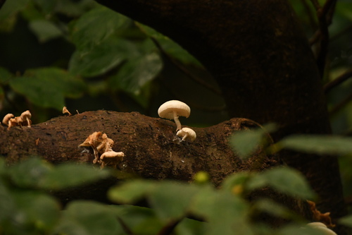 Oudemansiella mucida