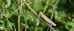 Ognevia longipennis