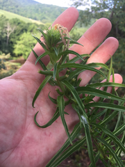 Oenothera argillicola
